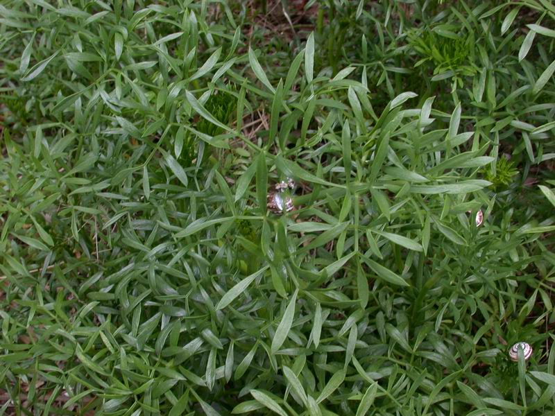 Crithmum maritimum / Finocchio marino